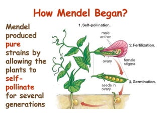 8
How Mendel Began?
Mendel
produced
pure
strains by
allowing the
plants to
self-
pollinate
for several
generations
 