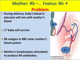Rh -
Rh +
Mother: Rh – , Foetus: Rh +
Problem
 During delivery, baby’s blood in
placenta will mix with mother’s
blood
 1st baby will survive
 Rh antigen in RBC enter mother’s
blood system
 Mother’s lymphocytes stimulated
to produce Rh antibodies.
 