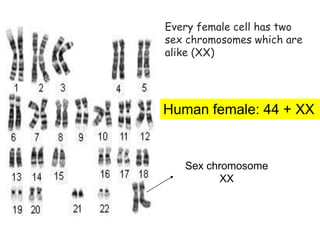 91
Sex chromosomes
Every female cell has two
sex chromosomes which are
alike (XX)
Sex chromosome
XX
Human female: 44 + XX
 