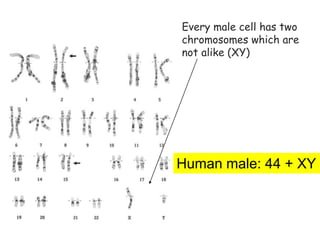 92
Sex chromosomes
Every male cell has two
chromosomes which are
not alike (XY)
Human male: 44 + XY
 