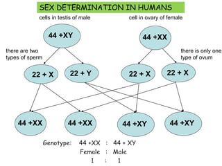 94
cells in testis of male cell in ovary of female
44 +XY
44 +XX
there are two
types of sperm
22 + X
there is only one
type of ovum
22 + Y 22 + X 22 + X
44 +XY
44 +XY44 +XX44 +XX
Genotype: 44 +XX : 44 + XY
Female : Male
1 : 1
SEX DETERMINATION IN HUMANS
 