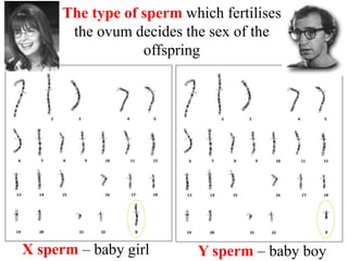 96
The type of sperm which fertilises
the ovum decides the sex of the
offspring
X sperm – baby girl Y sperm – baby boy
 