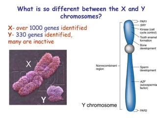 97
What is so different between the X and Y
chromosomes?
X- over 1000 genes identified
Y- 330 genes identified,
many are inactive
Y chromosome
 