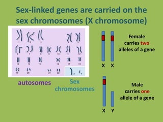 Sex-linked genes are carried on the
sex chromosomes (X chromosome)
autosomes Sex
chromosomes
X X
X Y
Female
carries two
alleles of a gene
Male
carries one
allele of a gene
 