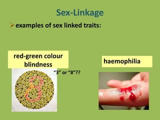 Sex-Linkage
red-green colour
blindness haemophilia
“3” or “8”??
examples of sex linked traits:
 