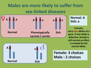 Males are more likely to suffer from
sex-linked diseases
Normal
A
Females
carry two alleles of a
gene. If one allele is
defective, female is
still normal as effect
is masked by the
normal allele.
A
Normal: A
Sick: a
SickPhenotypically
normal / carrier
A
A
a
a
aa
Normal Sick
Female: 3 choices
Male : 2 choices
 