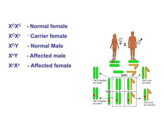 107
XCXC - Normal female
XCXc - Carrier female
XCY - Normal Male
XcY - Affected male
XcXc - Affected female
 