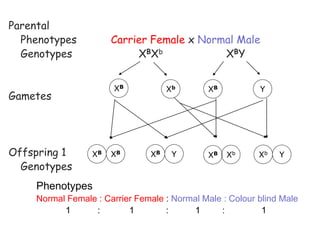 108
Red-green colour blindness
Parental
Phenotypes Carrier Female x Normal Male
Genotypes XBXb XBY
Gametes
Offspring 1
Genotypes
Phenotypes
Normal Female : Carrier Female : Normal Male : Colour blind Male
1 : 1 : 1 : 1
XB
XbXB Y
XB
XBXb Y
XB
XB Xb Y
 