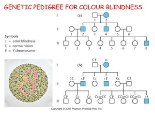 109
GENETIC PEDIGREE FOR COLOUR BLINDNESS
 