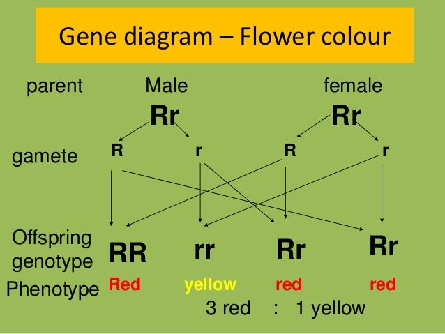 Biology Form 5 Chapter 5 5 1 Inheritance