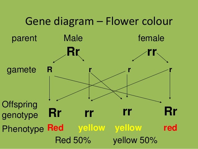 Biology Form 5 Chapter 5 5 1 Inheritance