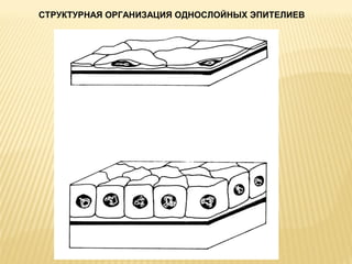 СТРУКТУРНАЯ ОРГАНИЗАЦИЯ ОДНОСЛОЙНЫХ ЭПИТЕЛИЕВ 
 