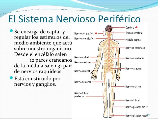 5. Sistema Nervioso