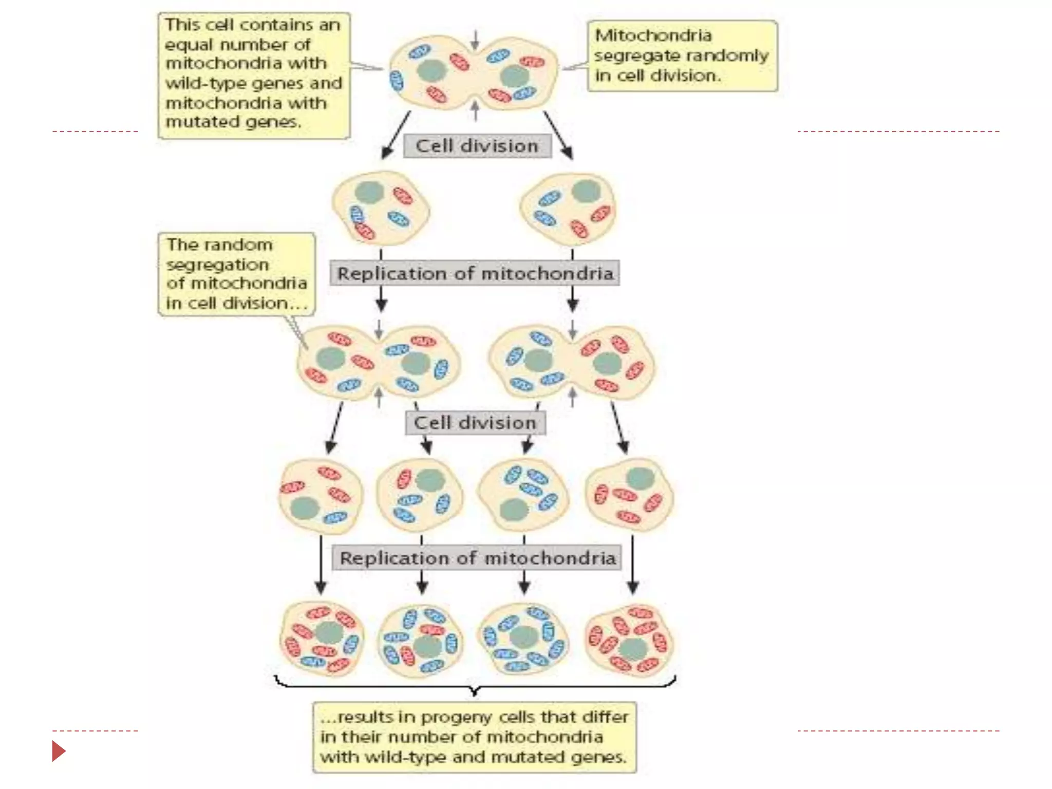cytoplasmic inheritance