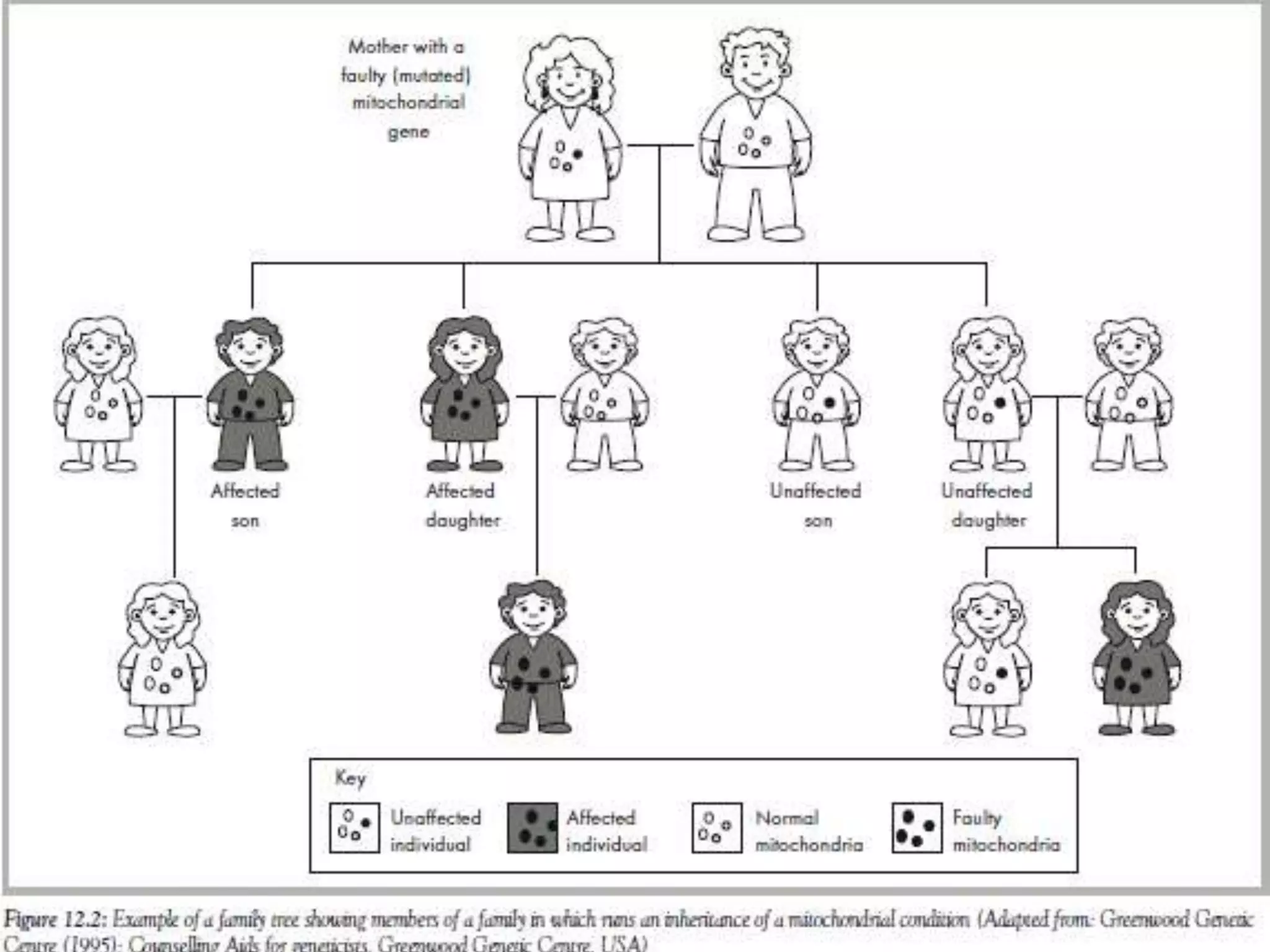 cytoplasmic inheritance