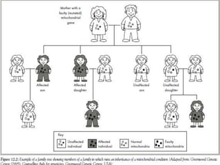 cytoplasmic inheritance