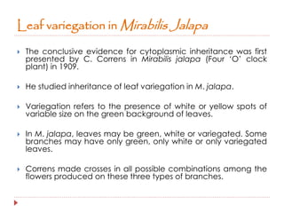 Leaf variegation in Mirabilis Jalapa 
 The conclusive evidence for cytoplasmic inheritance was first 
presented by C. Correns in Mirabilis jalapa (Four ‘O’ clock 
plant) in 1909. 
 He studied inheritance of leaf variegation in M. jalapa. 
 Variegation refers to the presence of white or yellow spots of 
variable size on the green background of leaves. 
 In M. jalapa, leaves may be green, white or variegated. Some 
branches may have only green, only white or only variegated 
leaves. 
 Correns made crosses in all possible combinations among the 
flowers produced on these three types of branches. 
 