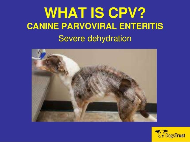icawc 2014 canine parvovirus cagri akkin icawc 2014 canine parvovirus cagri akkin