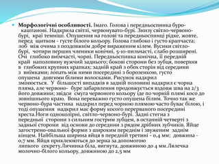  Морфологічні особливості. Імаго. Голова і передньоспинка буро- 
каштанові. Надкрила світлі, червонувато-бурі. Знизу світло-червоно- 
бурі, краї темніші. Опушення на голові та передньоспинці рідке, жовте, 
перед щитком - густе білого кольору. Голова глибоко і густо крапчаста; 
лоб між очима з поздовжнім добре вираженим кілем. Вусики світло- 
бурі, чотири перших членики конічні, 5-10-пильчасті, слабо розширені. 
Очі глибоко виїмчасті, чорні. Передньоспинка конічна, її передній 
край наполовину вужчий заднього; бокові сторони без зубця, поверхня 
в глибоких крупних крапках; задній край з обох сторін від середини 
з виїмками; лопать між ними посередині з борозенкою, густо 
опушена довгими білими волосками. Рисунок надкрил 
змінюється. У більшості випадків в задній половині надкрил є чорна 
пляма, але червоно- буре забарвлення продовжується вздовж шва на 2/3 
його довжини; звідси смуга червоного кольору іде по чорній плямі косо до 
зовнішнього краю. Вона переважно густо опушена білим. Точно так же 
червоно-бура частина надкрил перед чорною плямою часто буває білою, і 
тоді опушення надкрил має форму косого перерваного посередині 
хреста.Ноги одноколірні, світло-червоно-бурі. Задні стегна з 
передньої сторони з сильним гострим зубцем, в останній четверті з 
задньої сторони від основи до середини з рядом дрібних зубчиків. Яйце 
загострено-овальної форми з широким переднім і звуженим заднім 
кінцем. Найбільша ширина яйця в передній третині - 0,4 мм; довжина - 
0,7 мм. Яйця приклеюються до зерна за допомогою 
липкого секрету.Личинка біла, вигнута, довжиною до 4 мм.Лялечка 
молочно-білого кольору, довжиною до 2,5 мм 
 