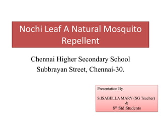 Chennai Higher Secondary School 
SubbrayanStreet, Chennai-30. 
NochiLeaf A Natural Mosquito Repellent 
Presentation By 
S.ISABELLA MARY (SG Teacher) 
& 
8thStd Students  