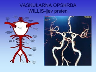 VASKULARNA OPSKRBA WILLIS-ijev prsten  
