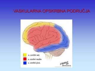 a. cerebri ant. 
a. cerebri media 
a. cerebri post. 
VASKULARNA OPSKRBNA PODRUČJA  