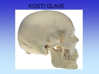 KOSTI GLAVE  
