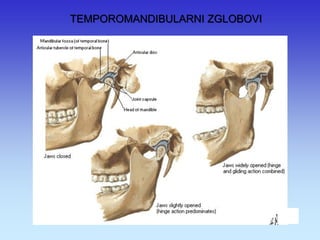 TEMPOROMANDIBULARNI ZGLOBOVI  