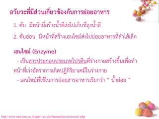 # 
1. ตับ มีหน้ามี่สร้างน้าดีส่งไปเก็บที่ถุงน้าดี 
2. ตับอ่อน มีหน้าที่สร้างเอนไซม์ส่งไปย่อยอาหารที่ล้าไส้เล็ก 
เอนไซม์ (Enzyme) - เป็นสารประกอบประเภทโปรตีนที่ร่างกายสร้างขึ นเพื่อท้า หน้าที่เร่งอัตราการเกิดปฏิกิริยาเคมีในร่างกาย - เอนไซม์ที่ใช้ในการย่อยสารอาหารเรียกว่า “ น้าย่อย ” 
อวัยวะที่มีส่วนเกี่ยวข้องกับการย่อยอาหาร 
http://www.med.cmu.ac.th/dept/vascular/human/lesson/lesson1.php  
