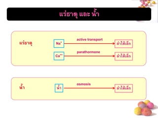 # 
แร่ธาตุ และ น้า 
แร่ธาตุ 
active transport 
Na+ 
ลาไส้เล็ก 
parathormone 
Ca++ 
ลาไส้เล็ก 
น้า 
osmosis 
น้า 
ลาไส้เล็ก  