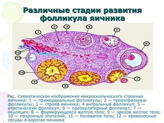 РРааззллииччнныыее ссттааддииии ррааззввииттиияя 
ффооллллииккууллаа яяииччннииккаа 
Рис. Схематическое изображение микроскопического строения 
яичника: 1 — примордиальные фолликулы; 2 — преантральные 
фолликулы; 3 — строма яичника; 4 антральный фолликул; 5 — 
атретический фолликул; 6 — преовуляторный фолликул; 7 — 
овуляция; 8 — формирующееся желтое тело; 9 — зрелое желтое тело; 
10 — покровный эпителий; 11 — беловатое тело; 12 — кровеносные 
сосуды в воротах яичника 
 