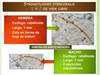 Strongyloides Stercoralis PPTX strongyloides-stercoralis-pptx