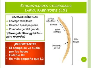 Strongyloides Stercoralis PPTX strongyloides-stercoralis-pptx