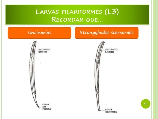 Strongyloides stercoralis