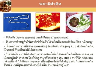 LOGO
• ตัวตืดวัว (Taenia saginata) และตัวตืดหมู (Taenia solium)
• วัว ควายหรือหมูกินไข่พยาธิเข้าไปแล้ว ไข่จะโตเป็นระยะตัวอ่อนเรียก “เม็ดสาคู”
• เมื่อคนกินอาหารที่มีตัวอ่อนพยาธิอยู่ โดยกินดิบหรือสุกๆ ดิบๆ ตัวอ่อนก็จะโต
เป็นพยาธิตัวแก่ในลาไส้เล็กของคน
• ถ้าคนกินไข่พยาธิที่ปะปนกับอาหารหรือน้าดื่ม ไข่พยาธิก็จะโตเป็นระยะตัวอ่อน
เม็ดสาคูในร่างกายคน โดยไปอยู่ตามอวัยวะต่างๆ เช่น สมอง ตา หัวใจ ปอด และ
กล้ามเนื้อ ทาให้เกิดอาการรุนแรง เมื่ออยู่ในอวัยวะที่สาคัญๆ เช่น ในสมองและไข
สันหลัง บางทีรุนแรงอาจถึงตายได้ หรือ ตาบอดเมื่ออยู่ในตา
พยาธิตัวตืด
 
