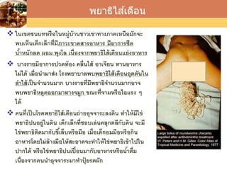 LOGO
 ในเขตชนบทหรือในหมู่บ้านชาวเขาทางภาคเหนือมักจะ
พบเห็นเด็กเล็กที่มีภาวะขาดสารอาหาร มีอาการซีด
น้าหนักลด ผอม พุงโล เนื่องจากพยาธิไส้เดือนแย่งอาหาร
 บางรายมีอาการปวดท้อง คลื่นไส้ อาเจียน ทานอาหาร
ไม่ได้ เมื่อนามาส่ง โรงพยาบาลพบพยาธิไส้เดือนอุดตันใน
ลาไส้เป็นจานวนมาก บางรายที่มีพยาธิจานวนมากอาจ
พบพยาธิหลุดออกมาทางจมูก ขณะที่จามหรือไอแรง ๆ
ได้
 คนที่เป็นโรคพยาธิไส้เดือนถ่ายอุจจาระลงดิน ทาให้มีไข่
พยาธิปนอยู่ในดิน เด็กเล็กที่ชอบเล่นคลุกคลีกับดิน จะมี
ไข่พยาธิติดมากับขี้เล็บหรือมือ เมื่อเด็กอมมือหรือกิน
อาหารโดยไม่ล้างมือให้สะอาดจะทาให้ไข่พยาธิเข้าไปใน
ปากได้ หรือไข่พยาธิปนเปื้อนมากับอาหารหรือน้าดื่ม
เนื่องจากคนนาอุจจาระมาทาปุ๋ ยรดผัก
พยาธิไส ้เดือน
 