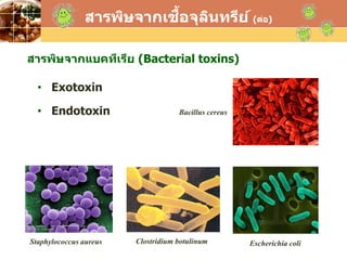 LOGO
สารพิษจากเชื้อจุลินทรีย์ (ต่อ)
สารพิษจากแบคทีเรีย (Bacterial toxins)
• Exotoxin
• Endotoxin
Escherichia coliStaphylococcus aureus
Bacillus cereus
Clostridium botulinum
 