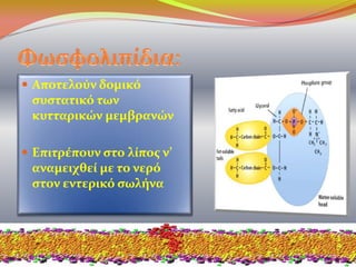  Αποτελούν δομικό
συστατικό των
κυτταρικών μεμβρανών
 Επιτρέπουν στο λίπος ν’
αναμειχθεί με το νερό
στον εντερικό σωλήνα
 