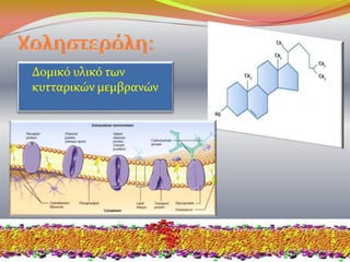 Δομικό υλικό των
κυτταρικών μεμβρανών
 