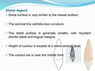 Distal Aspect
 Distal surface is very similar to the mesial surface
 The cervical line exhibits less curvature
 The distal surface is generally smaller, with resultant
shorter labial and lingual margins.
 Height of contour is located at a more cervical level.
 The contact are is near the middle third
 