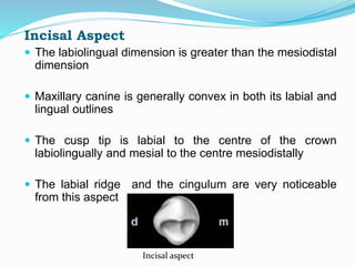 Incisal Aspect
 The labiolingual dimension is greater than the mesiodistal
dimension
 Maxillary canine is generally convex in both its labial and
lingual outlines
 The cusp tip is labial to the centre of the crown
labiolingually and mesial to the centre mesiodistally
 The labial ridge and the cingulum are very noticeable
from this aspect
Incisal aspect
 