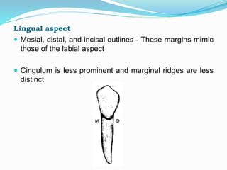 Lingual aspect
 Mesial, distal, and incisal outlines - These margins mimic
those of the labial aspect
 Cingulum is less prominent and marginal ridges are less
distinct
 