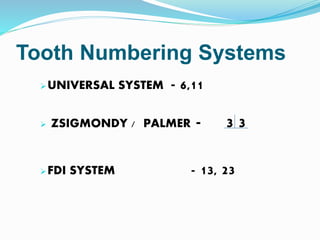 Tooth Numbering Systems
UNIVERSAL SYSTEM - 6,11
 ZSIGMONDY / PALMER - 3 3
FDI SYSTEM - 13, 23
 