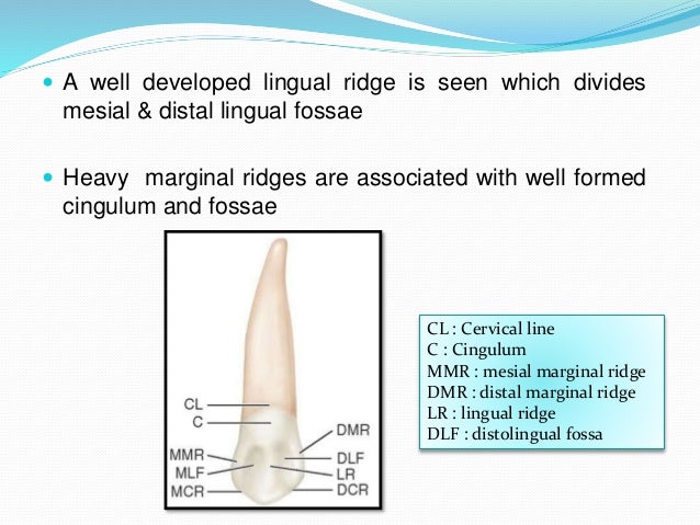 Permanent Maxillary & Mandibular Canine tooth diagram labeled 