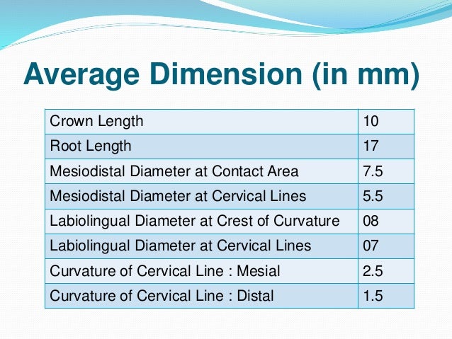 lateral incisor
