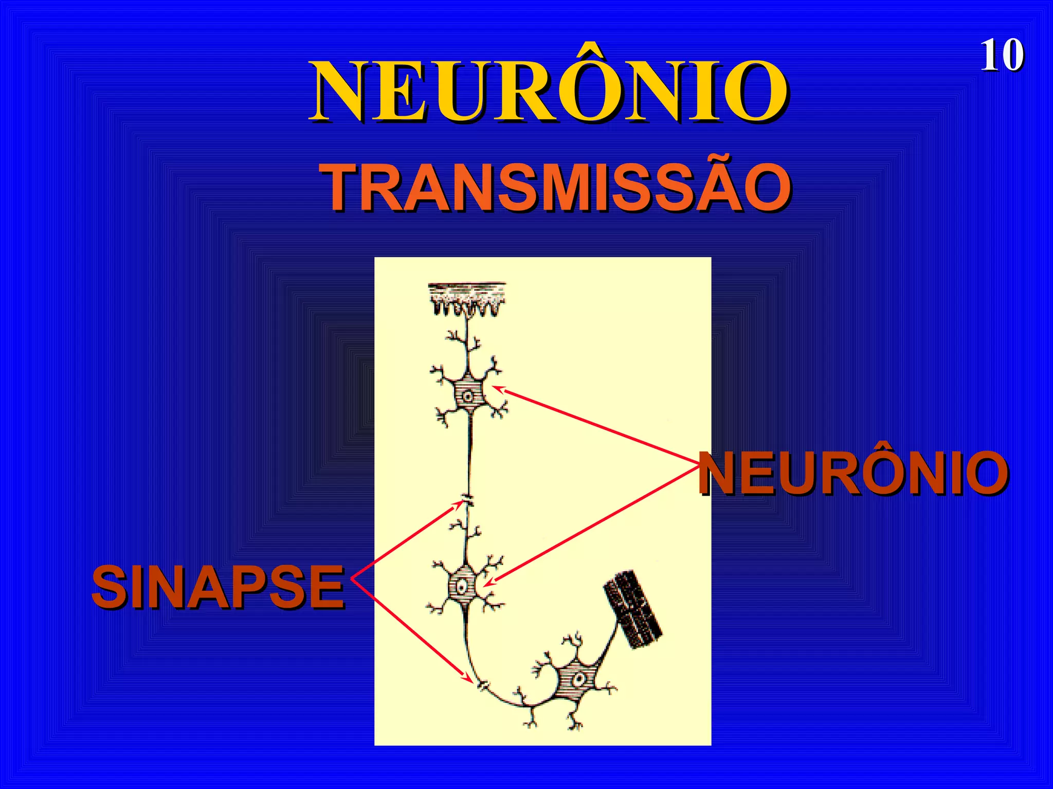 1010
NEURÔNIONEURÔNIO
TRANSMISSÃOTRANSMISSÃO
SINAPSESINAPSE
NEURÔNIONEURÔNIO
 