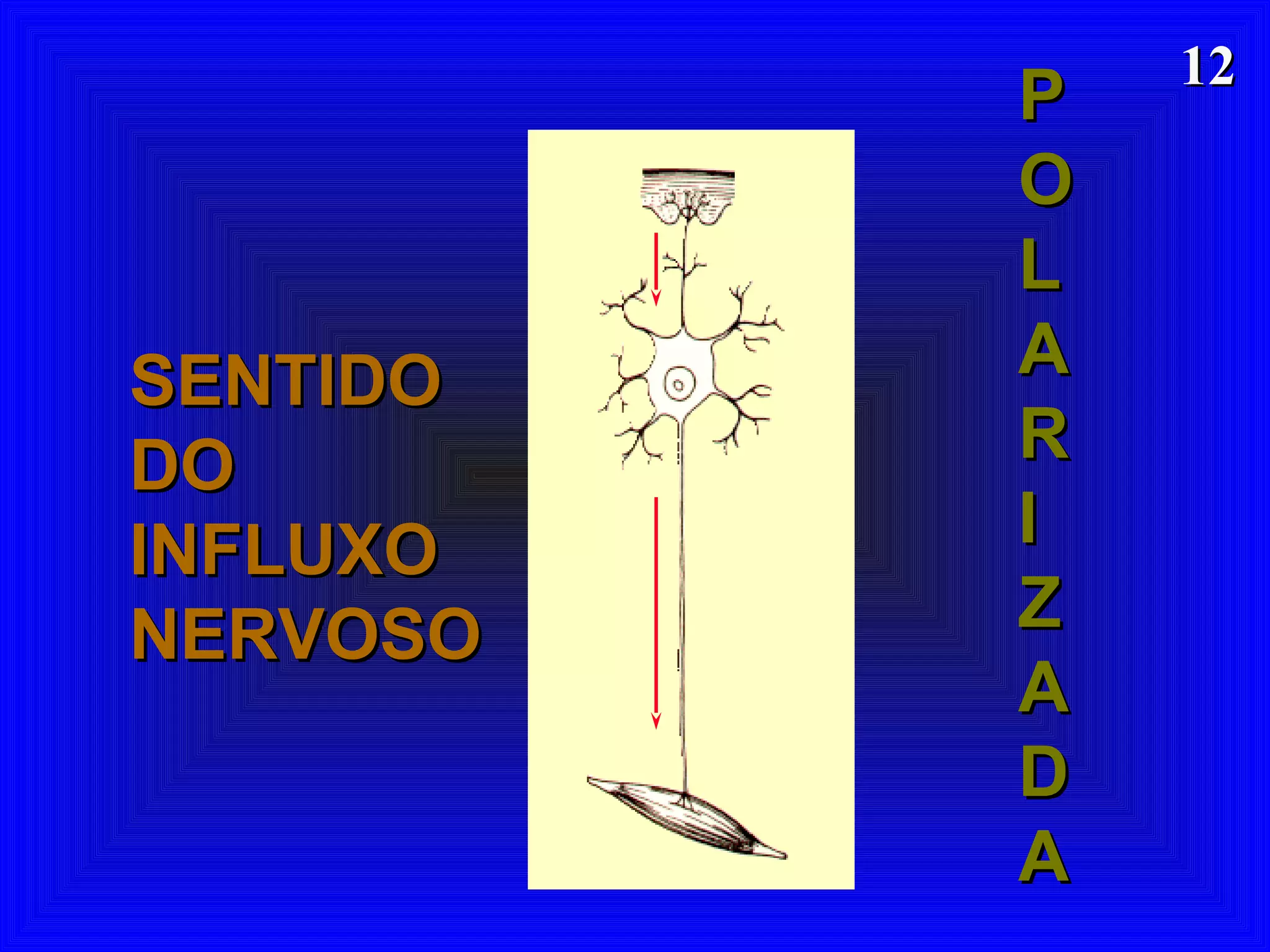1212
SENTIDOSENTIDO
DODO
INFLUXOINFLUXO
NERVOSONERVOSO
PP
OO
LL
AA
RR
II
ZZ
AA
DD
AA
 