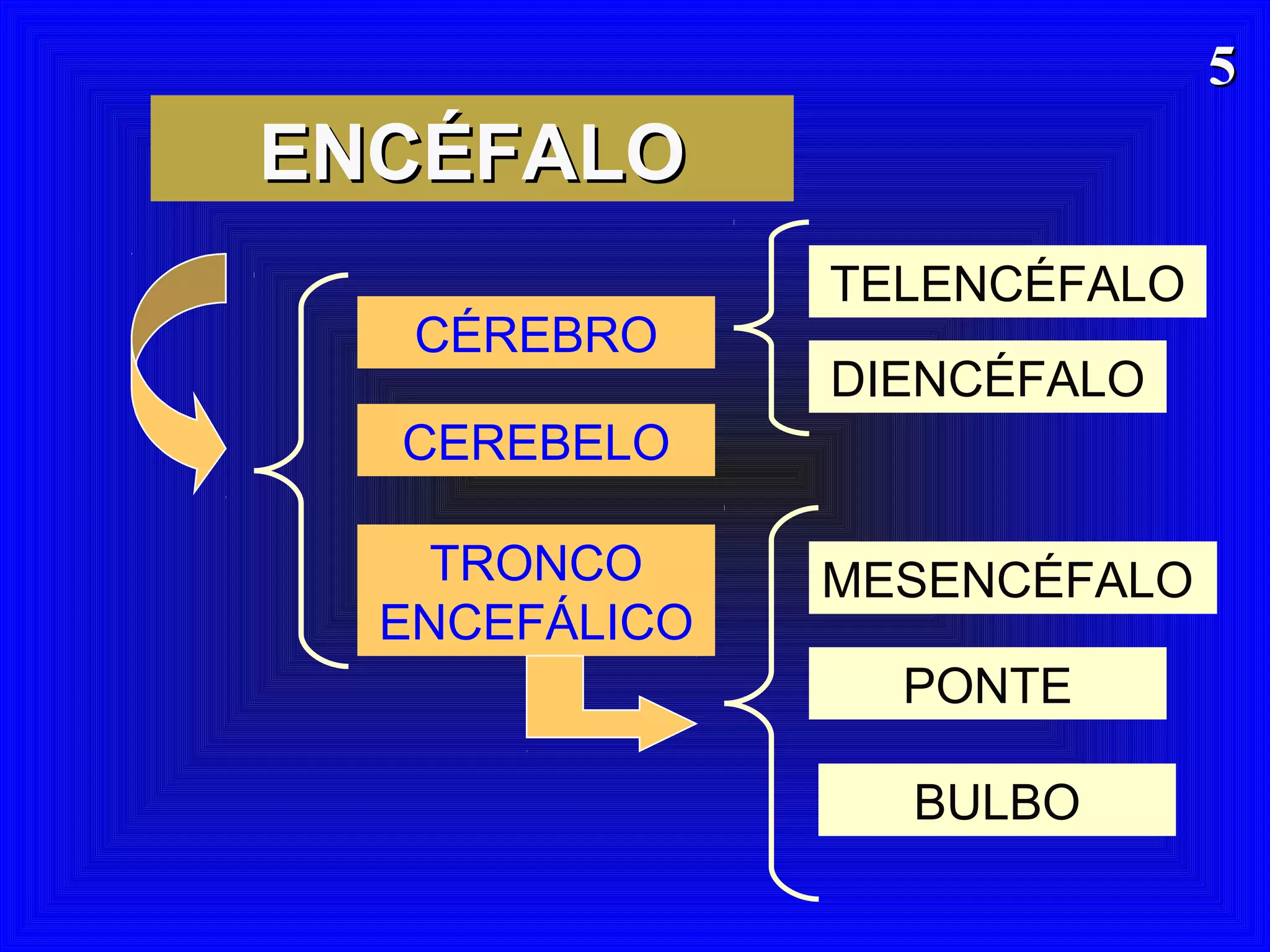 55
ENCÉFALOENCÉFALO
CÉREBRO
CEREBELO
TRONCO
ENCEFÁLICO
MESENCÉFALO
PONTE
BULBO
TELENCÉFALO
DIENCÉFALO
 