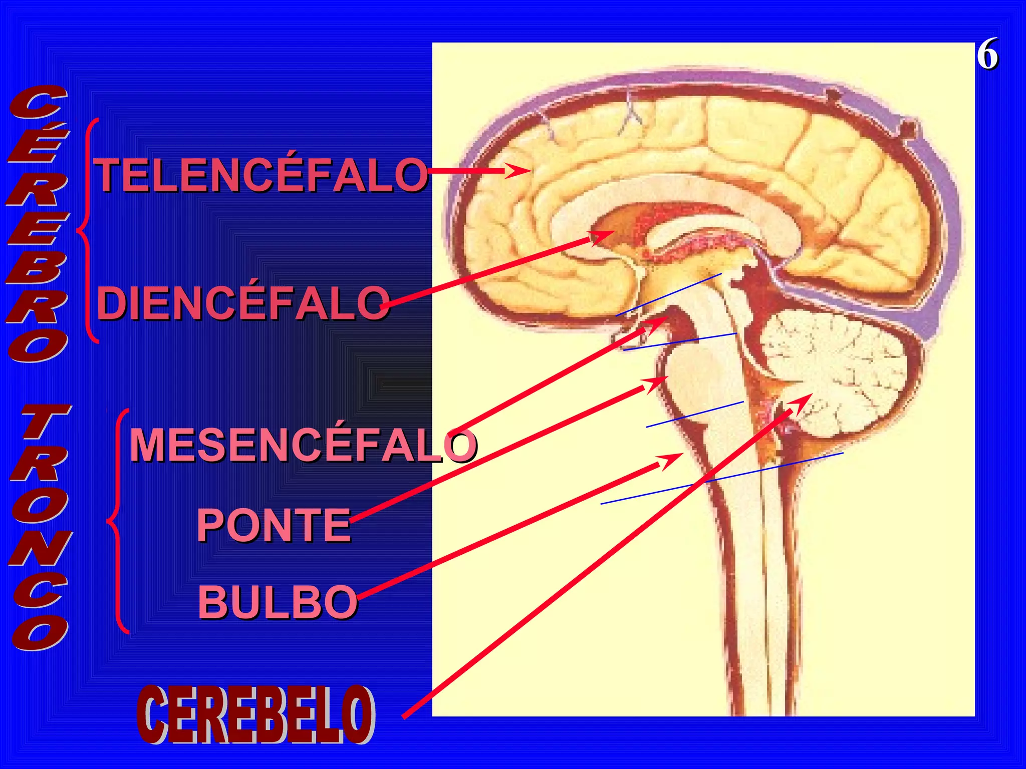 66
TELENCÉFALOTELENCÉFALO
MESENCÉFALOMESENCÉFALO
DIENCÉFALODIENCÉFALO
PONTEPONTE
BULBOBULBO
 