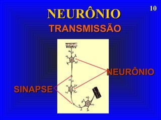 1010
NEURÔNIONEURÔNIO
TRANSMISSÃOTRANSMISSÃO
SINAPSESINAPSE
NEURÔNIONEURÔNIO
 